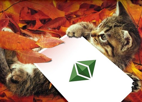 A cat plays with an Ethereum trading card